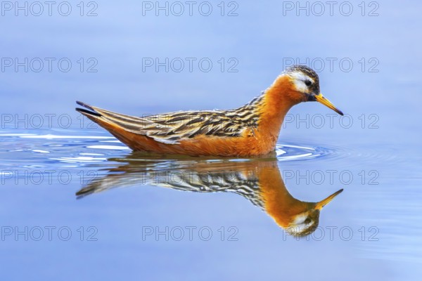 Red phalarope, grey phalarope (Phalaropus fulicarius) adult male in breeding plumage swimming in
