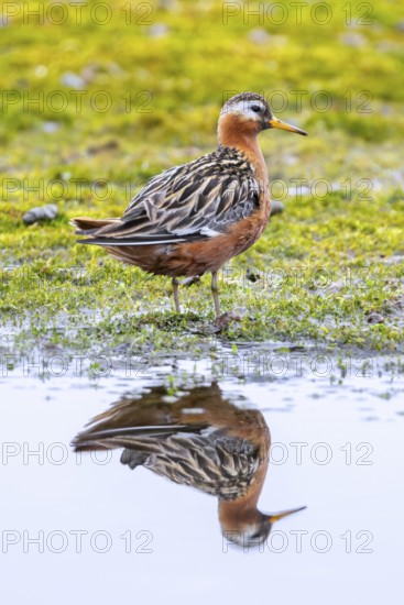 Red phalarope, grey phalarope (Phalaropus fulicarius) male in breeding plumage resting along pond