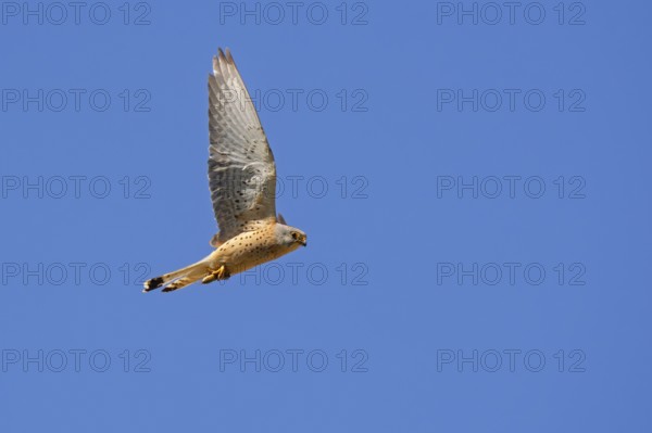 Lesser kestrel (Falco naumanni) male flying against blue sky with insect prey in its talons in
