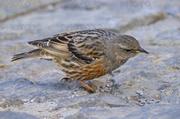 Alpine accentor (Prunella collaris collaris) adult foraging amongst rocks in the mountains in