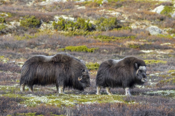 Muskox (Ovibos moschatus) bull and cow on the tundra during the rut, rutting season in autumn,
