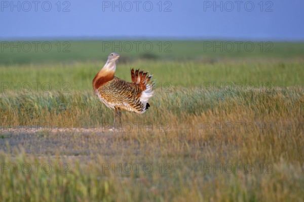 Great bustard (Otis tarda) male in breeding plumage displaying in field, grassland, steppe in