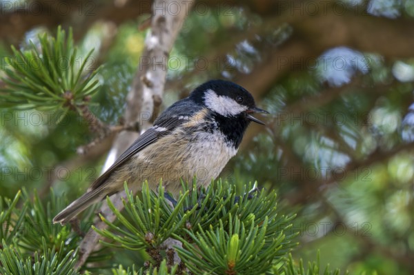 Iberian coal tit (Periparus ater vieirae, Parus ater) calling from pine tree in spring, Spain,