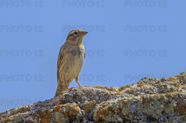 Rock sparrow, rock petronia (Petronia petronia petronia, Fringilla petronia) perched on old stone