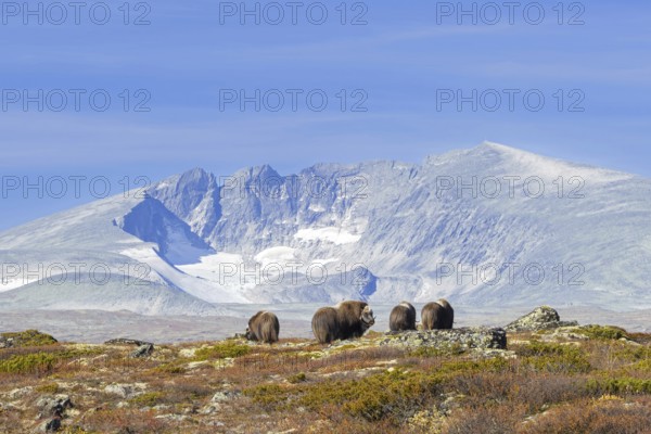 Herd of muskoxen (Ovibos moschatus) foraging on the tundra in front of mountains in autumn, fall,