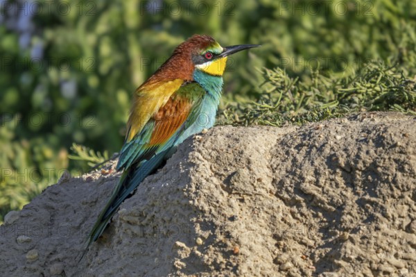 European bee-eater (Merops apiaster) adult male in breeding plumage resting on steep riverbank in