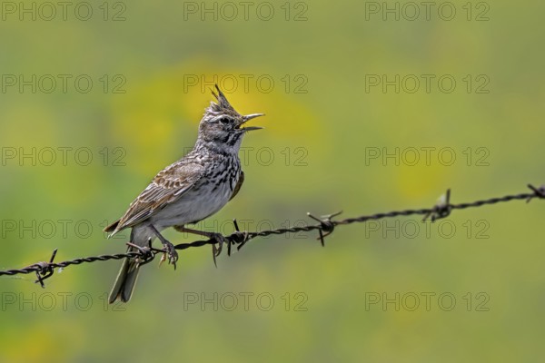 Crested lark (Galerida cristata pallida, Alauda cristata) singing from barbed wire, barbwire fence