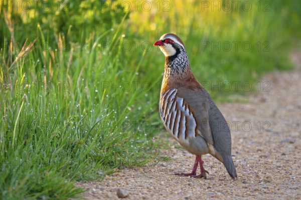 Red-legged partridge (Alectoris rufa hispanica, Tetrao rufus) foraging in spring, Castile and León,