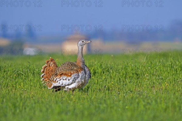 Great bustard (Otis tarda) male in breeding plumage displaying in field, grassland, farmland in