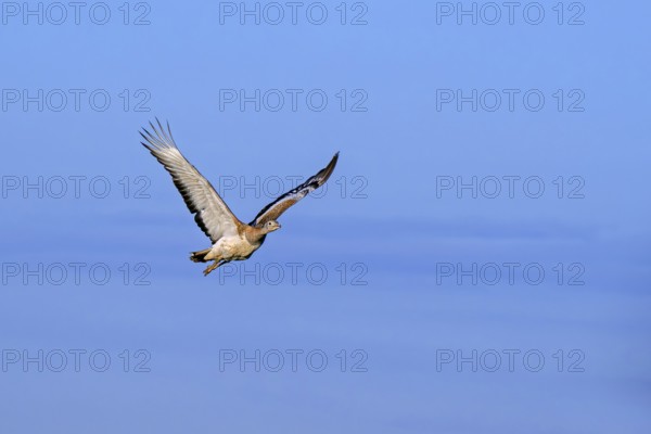 Great bustard (Otis tarda) female in flight against blue sky in spring, Castile and Leon, Castilla