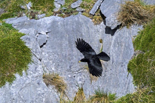 Alpine chough, yellow-billed chough (Pyrrhocorax graculus, Corvus graculus) flying along mountain