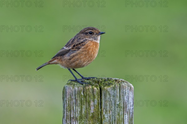 European stonechat (Saxicola rubicola / Motacilla rubicola) female perched on wooden fence post