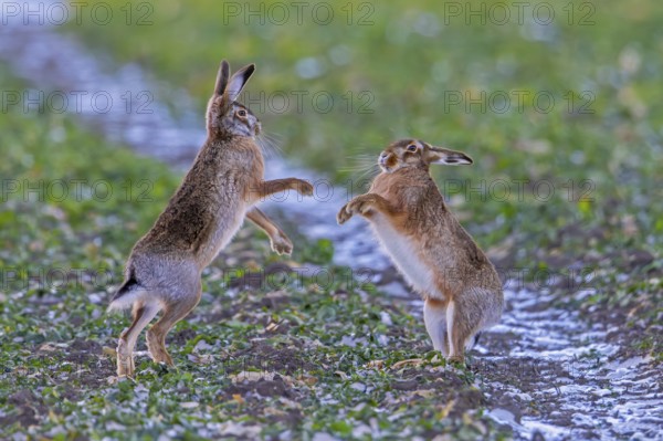 European brown hares (Lepus europaeus) female / doe boxing / fighting with male / buck in field