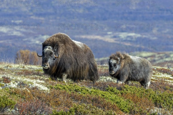 Muskox (Ovibos moschatus) cow / female with calf foraging on the tundra in autumn / fall,