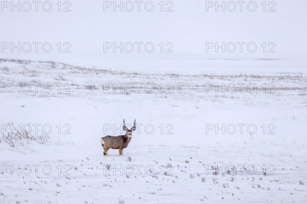 Rocky Mountain mule deer (Odocoileus hemionus) buck foraging on snow covered prairie in winter,