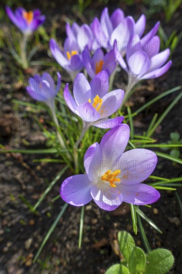 Woodland crocuses, early crocus, Tommasini's crocuses, tommies (Crocus tommasinianus) in flower in