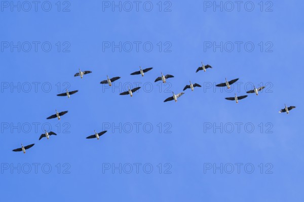 Flock of migrating tundra bean geese (Anser serrirostris) flying in V-formation against blue sky in