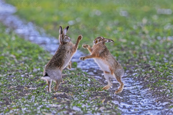 European brown hares (Lepus europaeus) female, doe boxing, fighting with male, buck in field during