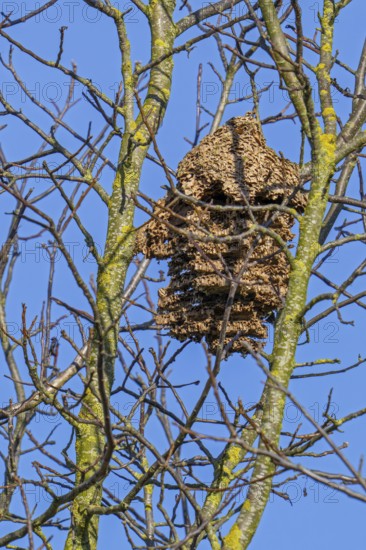 Old deserted secondary paper nest of Asian hornets / yellow-legged hornets / Asian predatory wasps