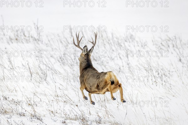 Fleeing Rocky Mountain mule deer (Odocoileus hemionus) buck running and jumping over snow covered