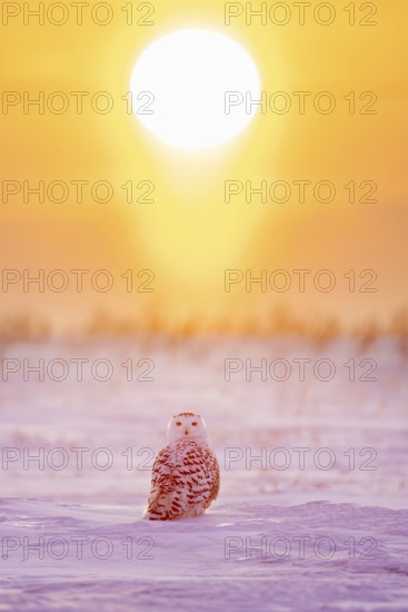 Snowy owl / polar owl / white owl / Arctic owl (Bubo scandiacus / Strix scandiaca) adult female on