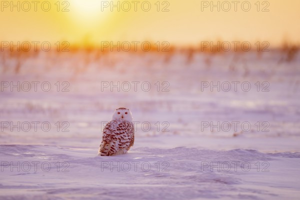 Snowy owl / polar owl / white owl / Arctic owl (Bubo scandiacus / Strix scandiaca) adult female on