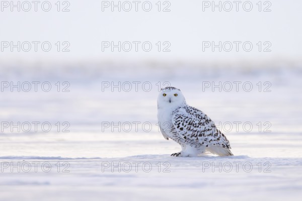 Snowy owl / polar owl / white owl / Arctic owl (Bubo scandiacus / Strix nyctea / Strix scandiaca)