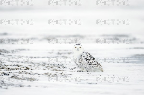 Snowy owl / white owl / polar owl / Arctic owl (Bubo scandiacus Strix scandiaca) showing camouflage