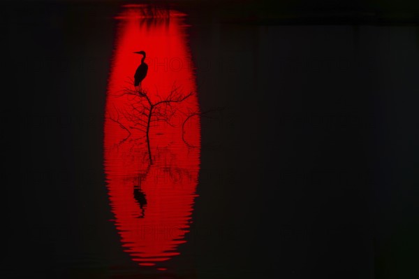 A striking silhouette of a heron perched on a tree against a vibrant red background reflected in