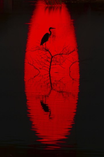 A heron perches on a branch silhouetted against a vibrant red reflection on water of sun at sunset.