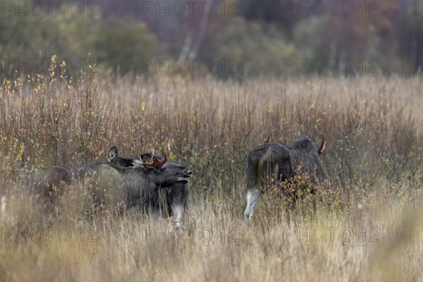 The bull moose (Alces alces) stands behind the cow moose and uses the pheromones to check whether