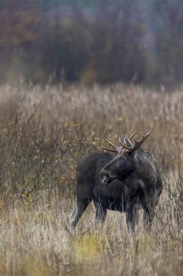 For a brief moment, the bull moose (Alces alces) interrupts its search for food, rutting season,