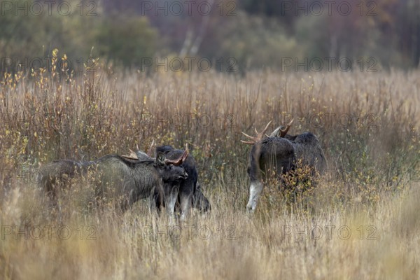 A bull moose (Alces alces) uses the pheromones it secretes to test whether a cow moose is ready to