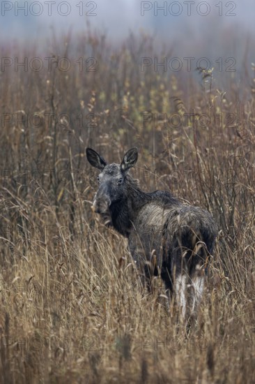 One last look in my direction, then the cow moose (Alces alces) disappears into the reeds, rutting