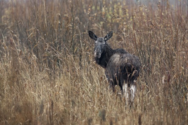 A cow moose (Alces alces) curiously observes the photographer, rutting season, moose rut, October,