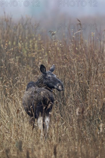 Slowly the cow moose (Alces alces) retreats into the reed belt, rutting season, moose rut, October,