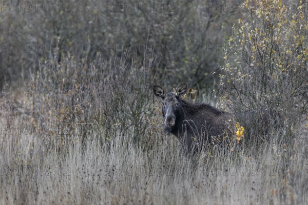 A cow moose (Alces alces) has cautiously stepped out of cover and is looking in my direction,