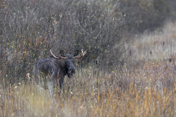 A bull moose (Alces alces) has stepped out of the willow thicket and is looking for food in a