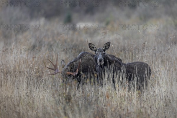 Of the original four bull moose (Alces alces), only one still follows the cow moose, mating season,