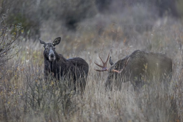 The moose bull (Alces alces) follows the moose cow at a suitable distance, rutting season, moose