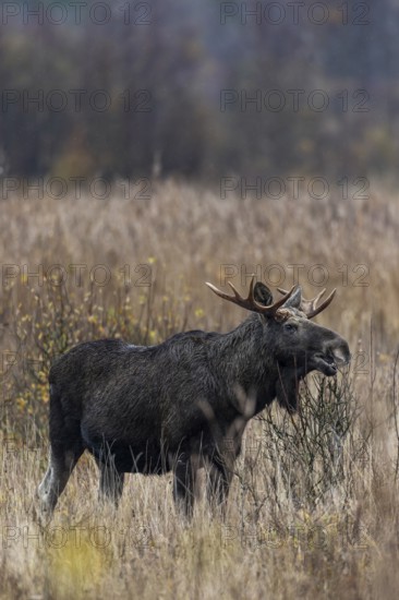 A bull moose (Alces alces) grazes the branches of a willow, rutting season, moose rut, October,