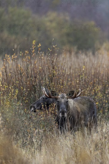 It only takes a few steps and the bull moose (Alces alces) and cow moose in the reeds are no longer
