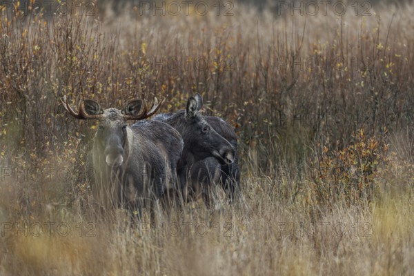 Moose bull (Alces alces) and moose cow, rutting season, moose rut, October, Denmark
