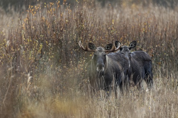 A bull moose (Alces alces) looks attentively in my direction, while the cow moose makes a much more