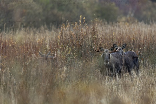 Even animals as large as moose (Alces alces) are difficult to spot in the reeds, rutting season,