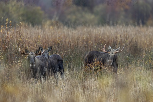 Despite the rut and the presence of a cow moose, the bull moose (Alces alces) co-exist peacefully,