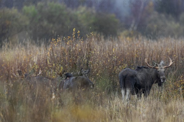 Several moose bulls (Alces alces) have gathered around a moose cow, rain, rutting season, moose