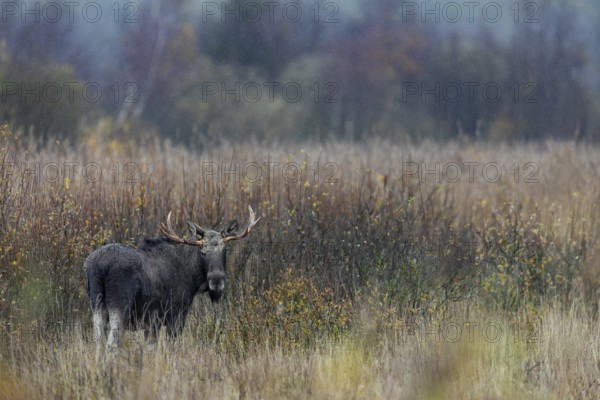Rarely can you see moose (Alces alces) standing so freely in large reed beds, rain, rutting season,
