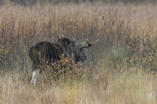A bull moose (Alces alces) shakes the rainwater out of its fur, rain, rutting season, moose rut,