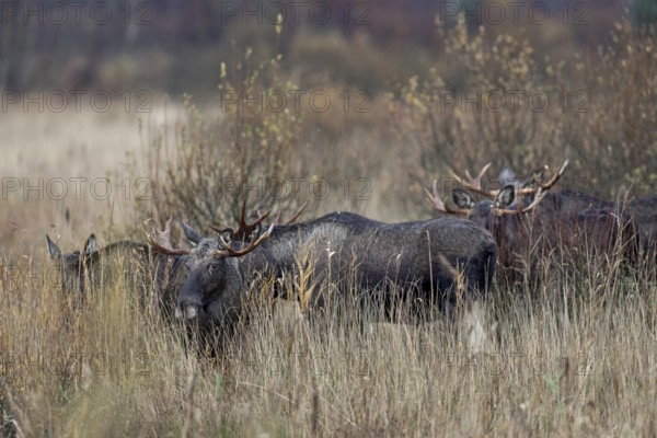 A moose bull (Alces alces) follows the moose cow with interest, the other bulls show much less